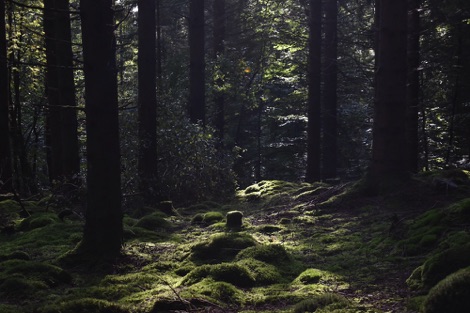 Ullstorps Stugor forest